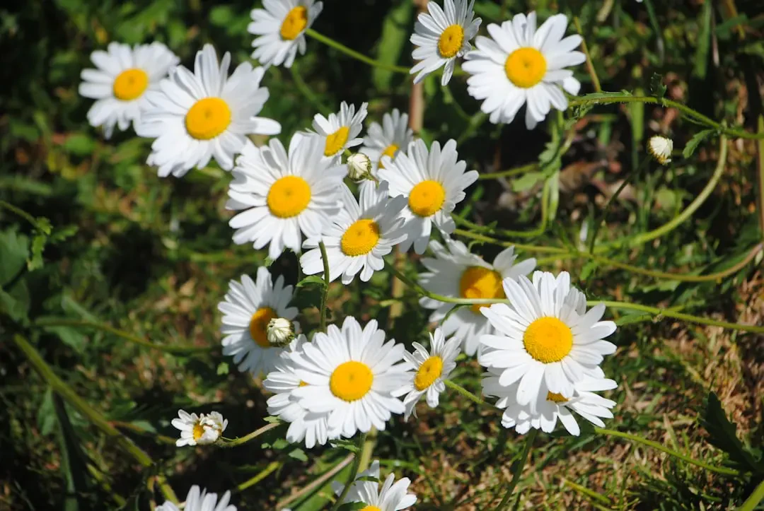 Hoa Cúc Dại – Nguồn Gốc, Câu Chuyện & Cách Ứng Dụng