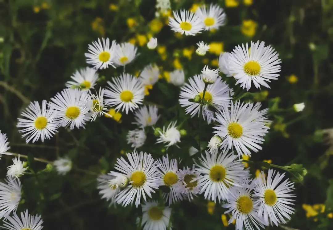 Cận cảnh những bông hoa Cúc Dại trắng với nhụy vàng