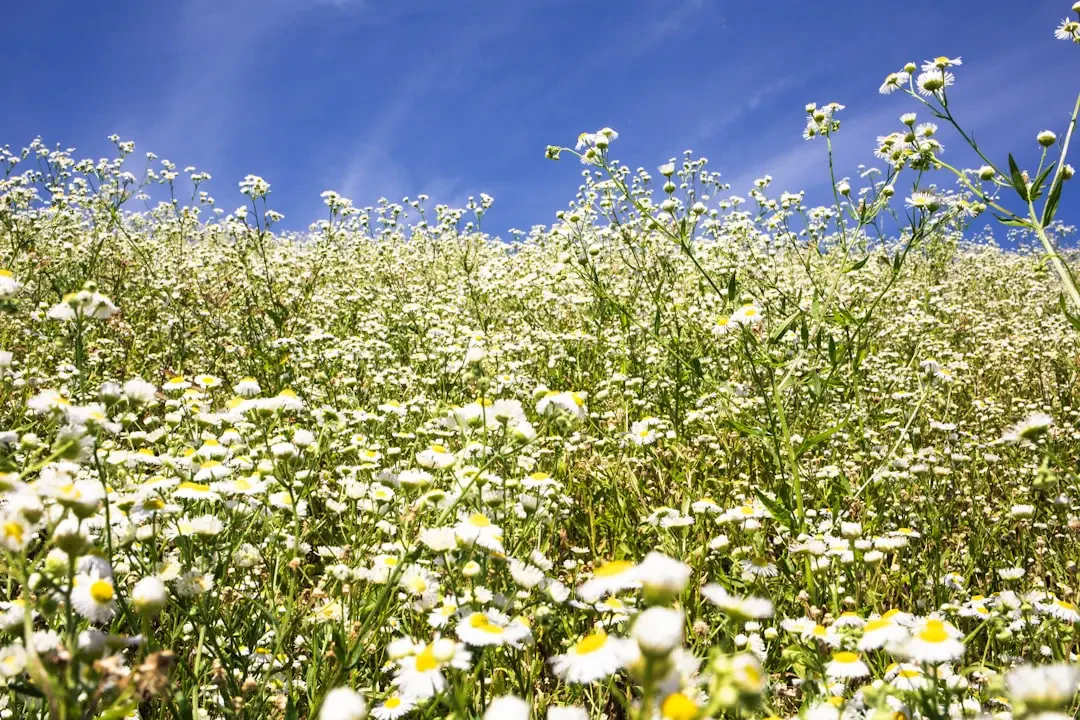 Cánh đồng hoa Cúc Dại bao la dưới ánh nắng