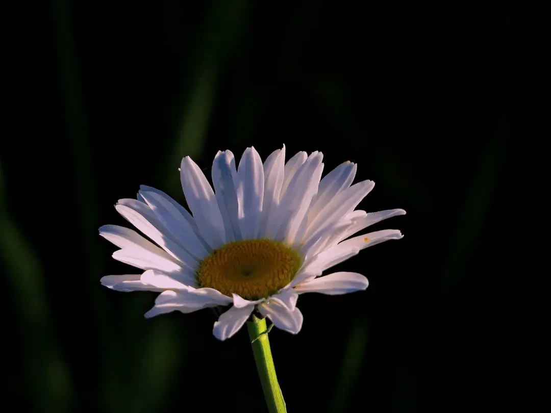 Bó hoa Cúc Dại làm quà tặng trong sáng