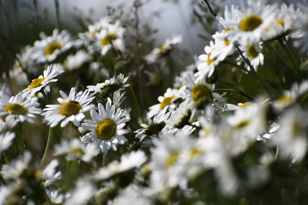 Cận cảnh những bông Cúc Dại được chăm sóc kỹ lưỡng