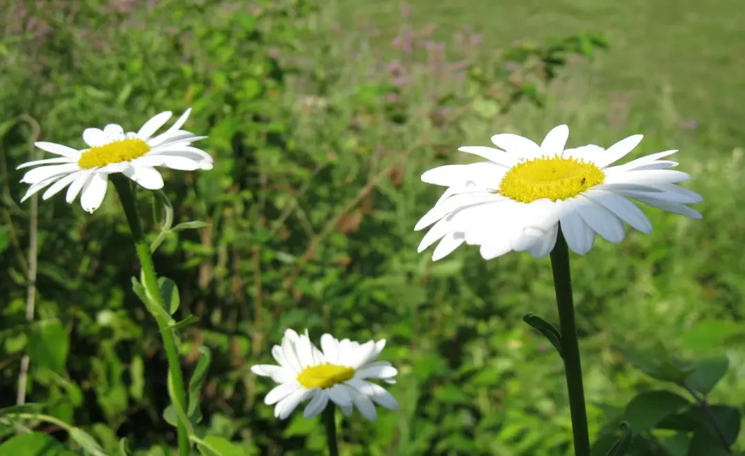 Bó hoa Cúc Dại tinh khôi