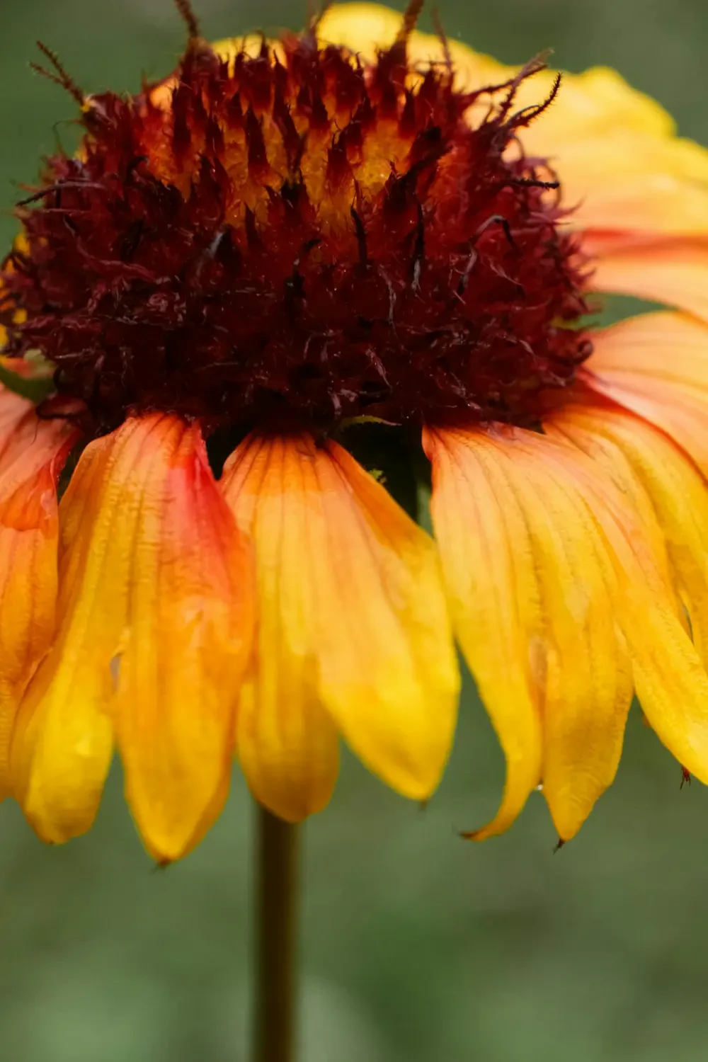 Bó hoa cúc su làm quà tặng ý nghĩa