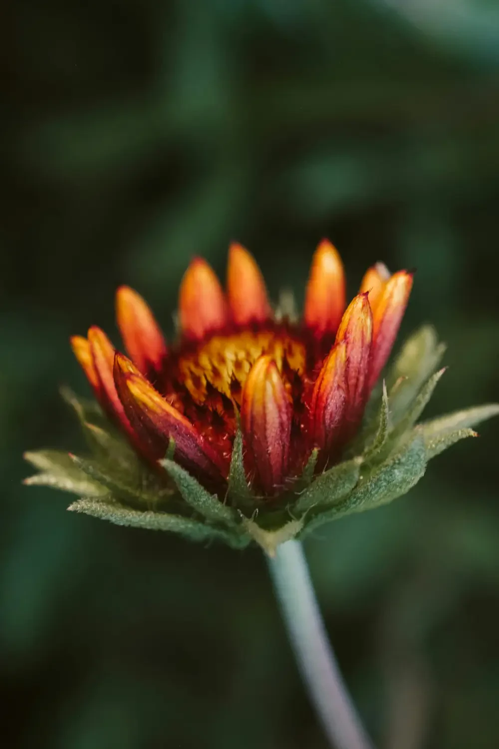 Các loại hoa cúc su phổ biến