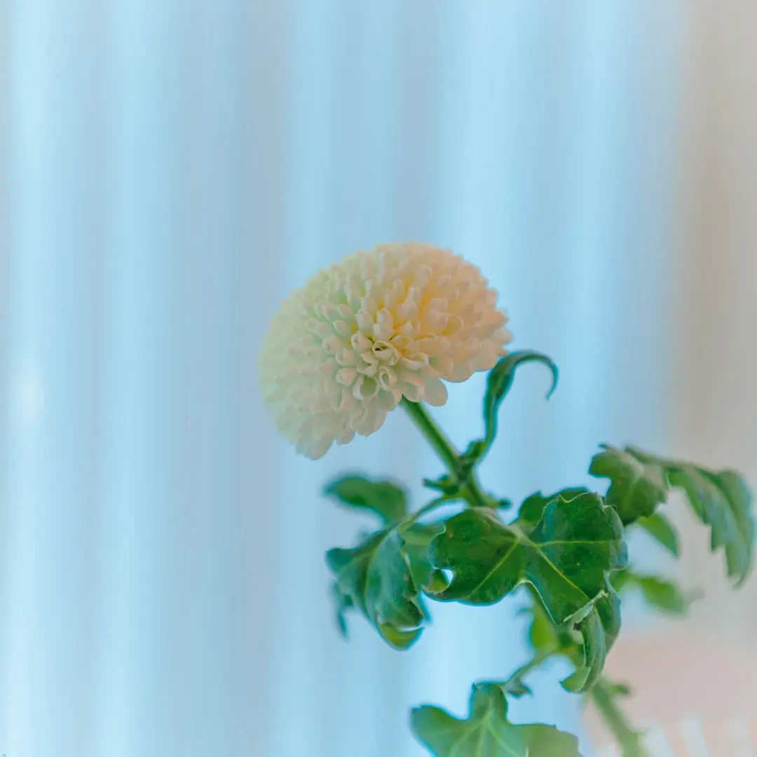 Cách ứng dụng hoa Cúc Trắng