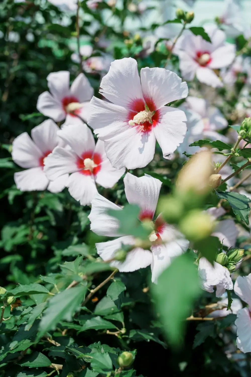 Nguồn gốc và đặc điểm của hoa Dâm Bụt Cảnh rực rỡ