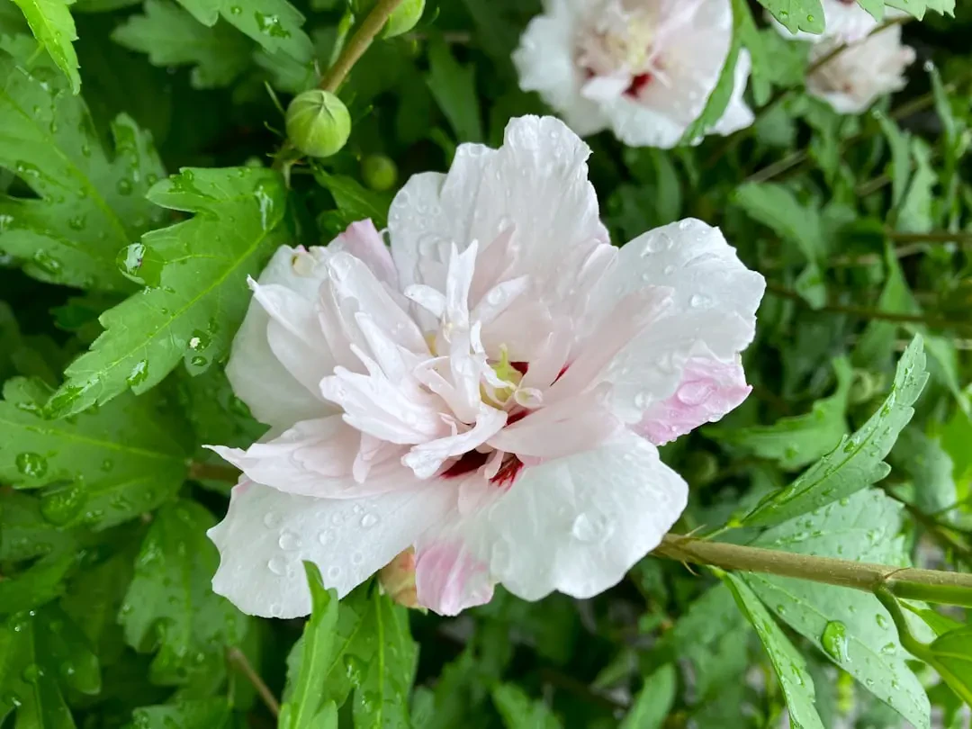 Ứng dụng hoa Dâm Bụt Cảnh trong trang trí và quà tặng