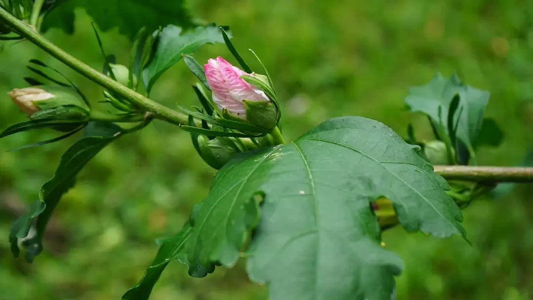 Hình ảnh hoa Dâm Bụt Cảnh đẹp mê hồn