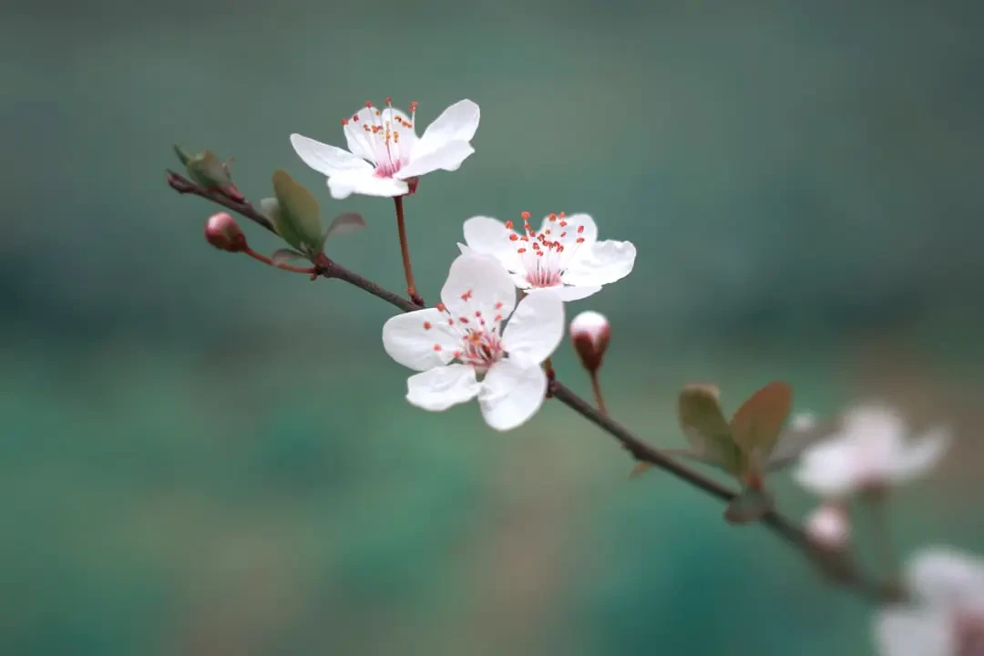 Truyền thuyết hoa Đào