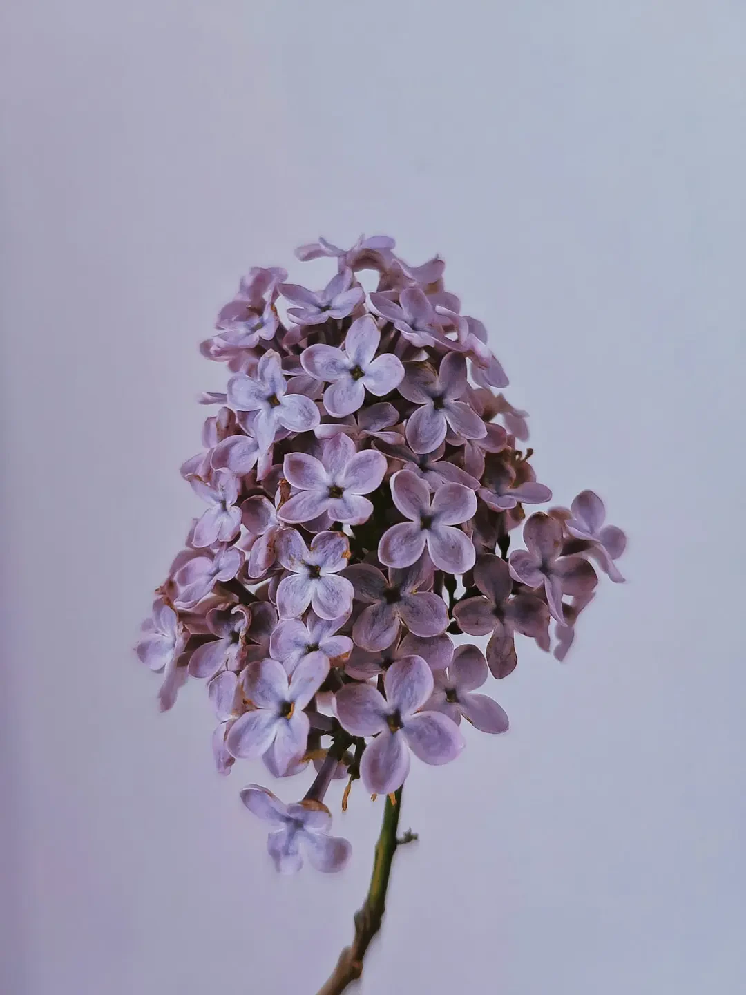 Hoa Đinh Hương tím mộng mơ