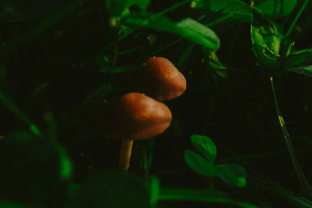 Ý Nghĩa Hoa Đinh Lăng – Nguồn Gốc, Câu Chuyện & Cách Ứng Dụng