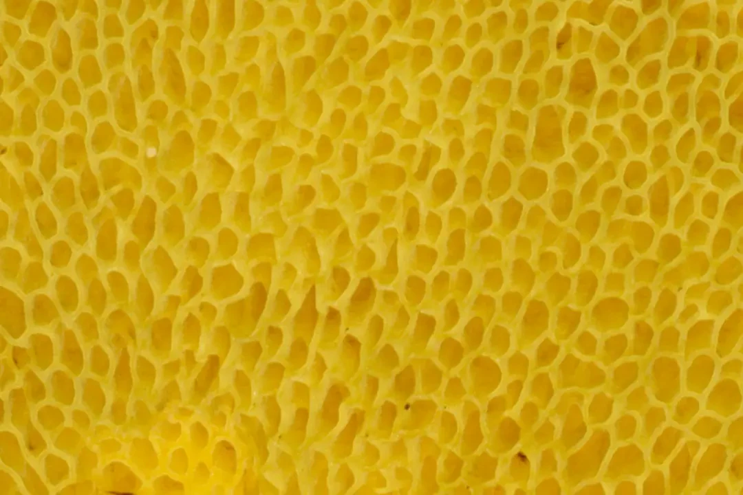 Đặc điểm lá và hoa Đinh Lăng