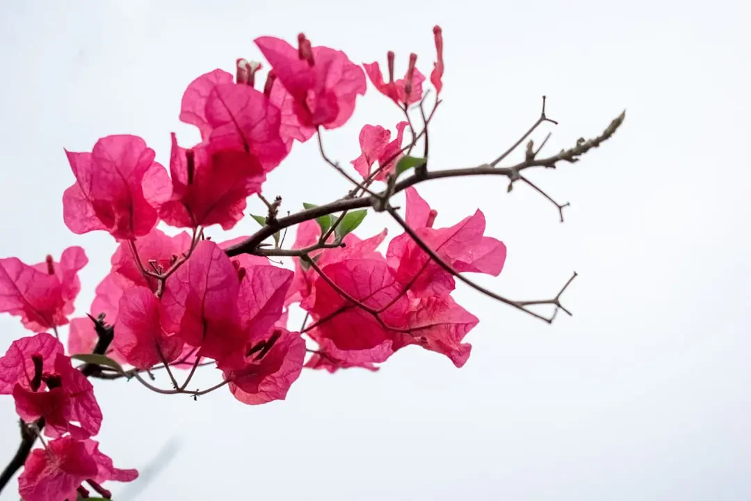 Cây hoa giấy trang trí sân vườn