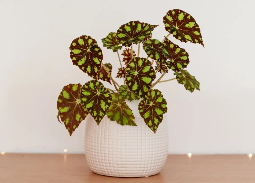 Hoa Hải Đường khoe sắc trong nắng sớm