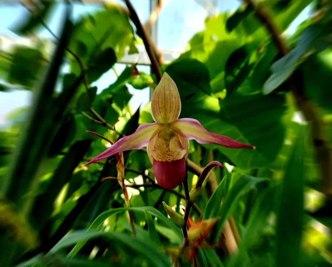 Ý Nghĩa Hoa Hài Tiên – Nguồn Gốc, Câu Chuyện & Cách Ứng Dụng