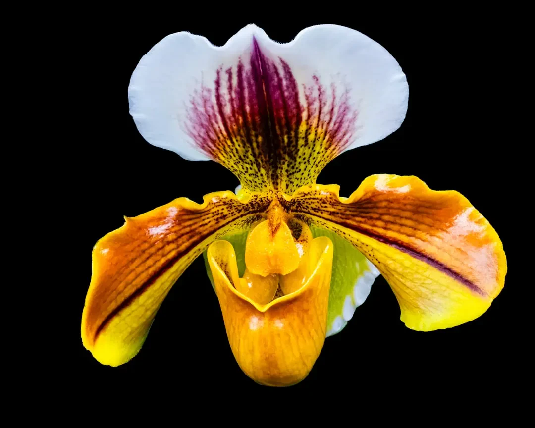 Giá hoa Hài Tiên và địa chỉ mua uy tín