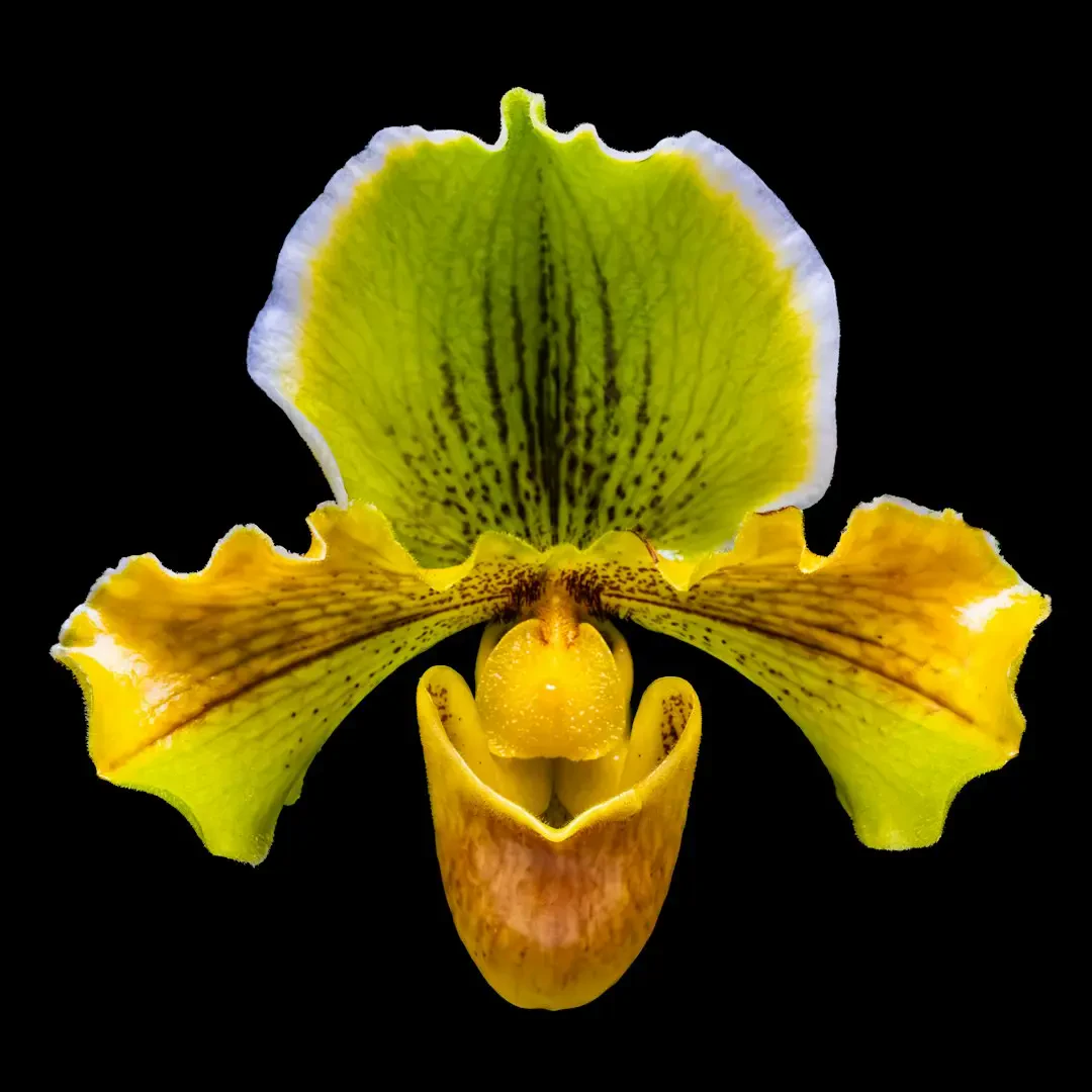 Hình ảnh minh họa hoa Hài Tiên đẹp