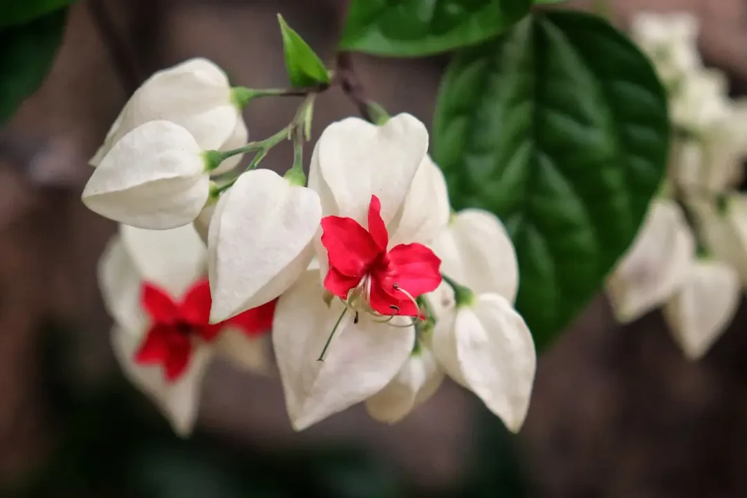 Ý Nghĩa Hoa Hạnh Phúc Trắng – Nguồn Gốc, Câu Chuyện & Cách Ứng Dụng