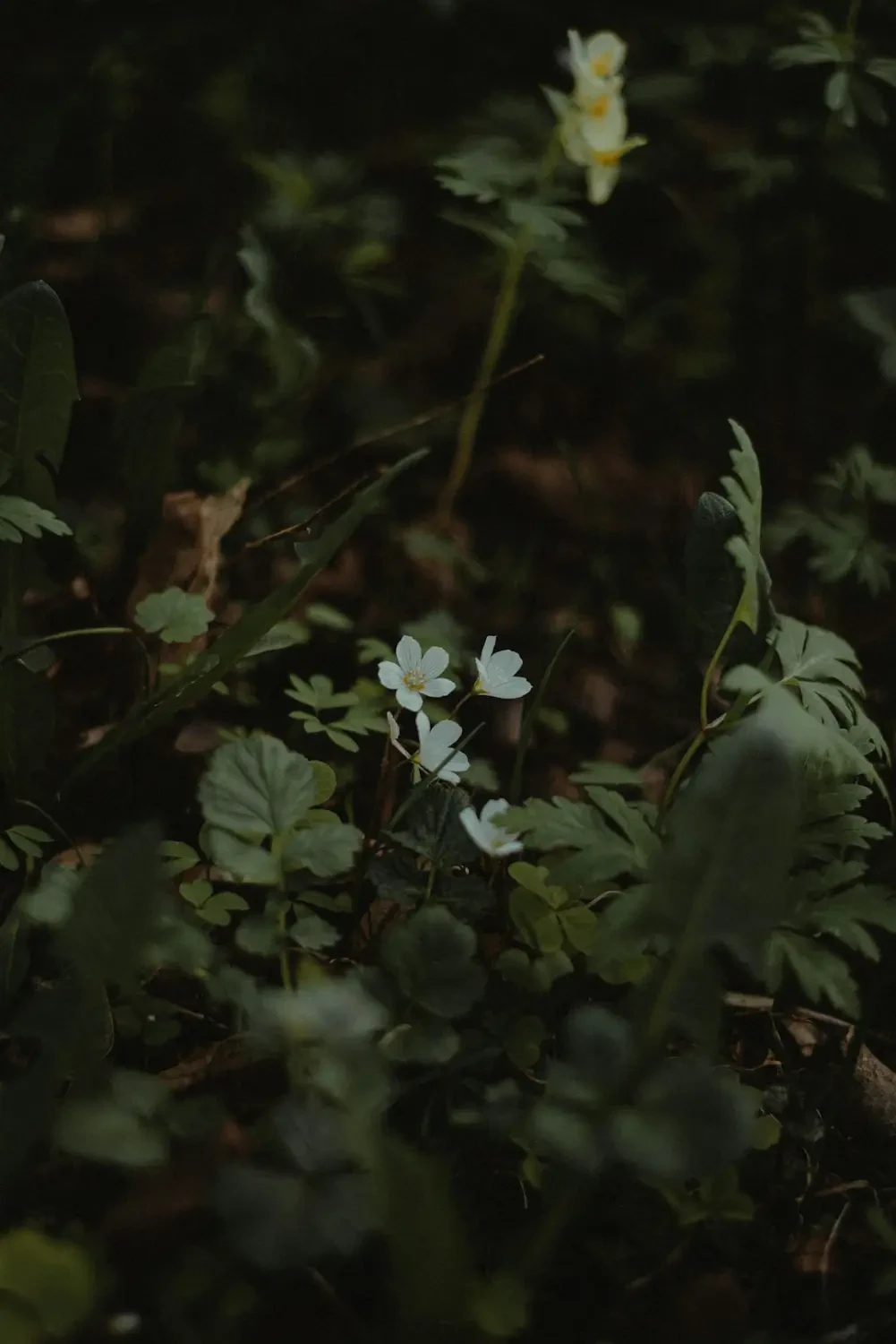 Đặc điểm nổi bật của Hoa Hạnh Phúc Trắng