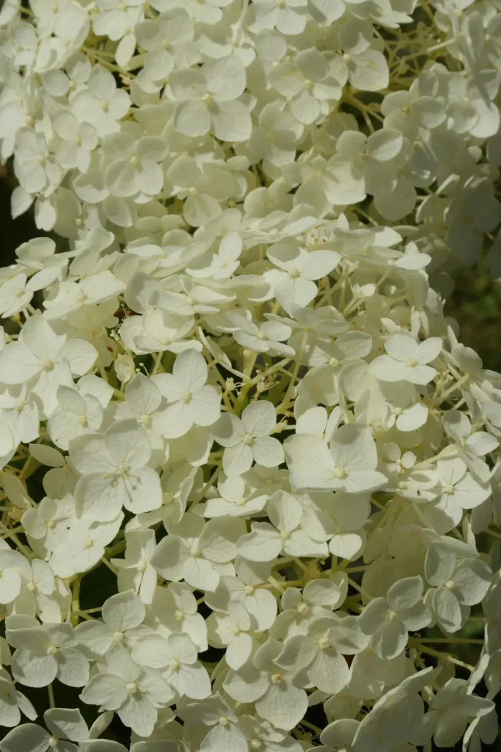 Bó hoa Hạnh Phúc Trắng đẹp tinh tế