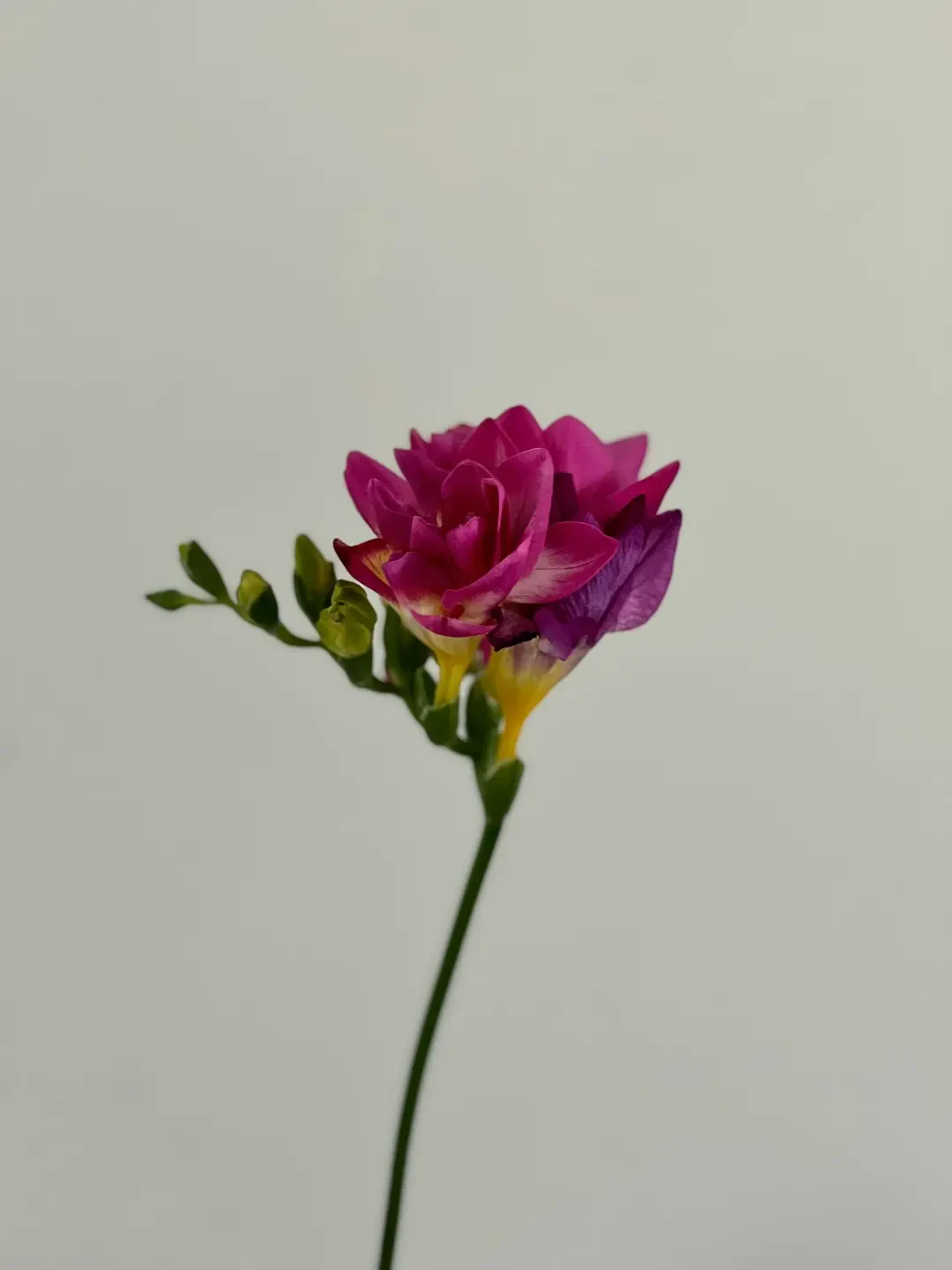 Vẻ đẹp kiêu sa của hoa Huệ Tây