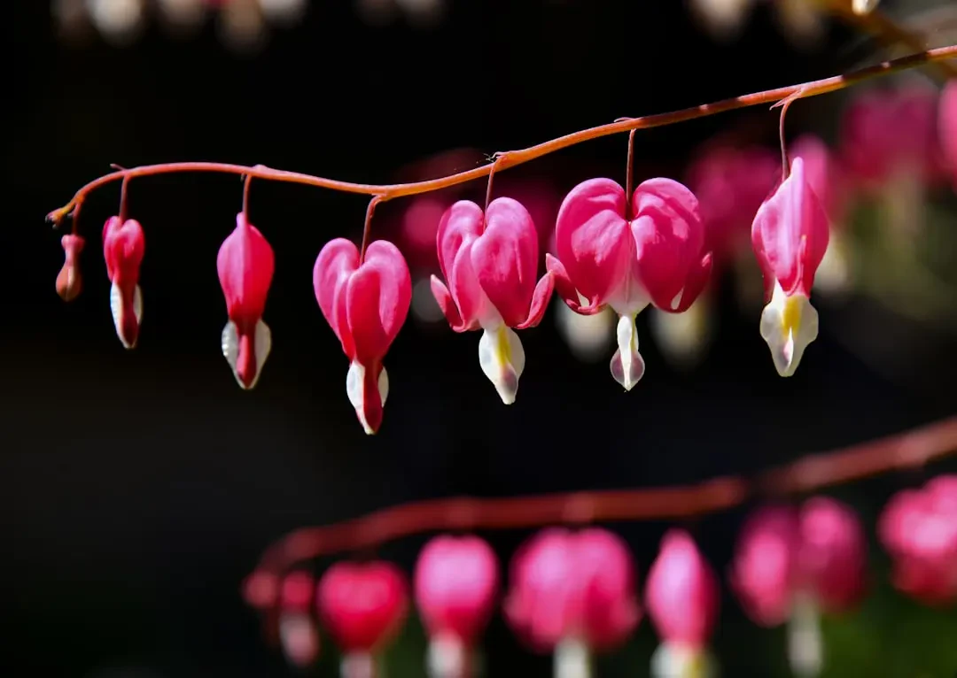 Những bông Huyết Tâm đẹp mê hồn