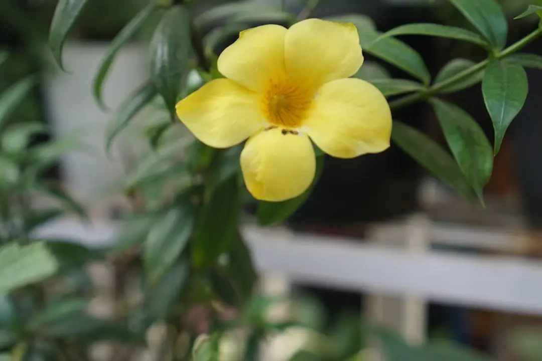 Hoa Huỳnh Anh vàng rực rỡ