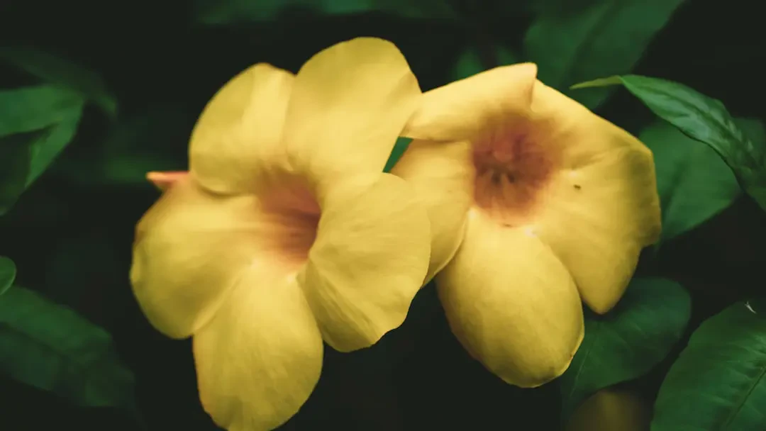 Cận cảnh bông hoa Huỳnh Anh