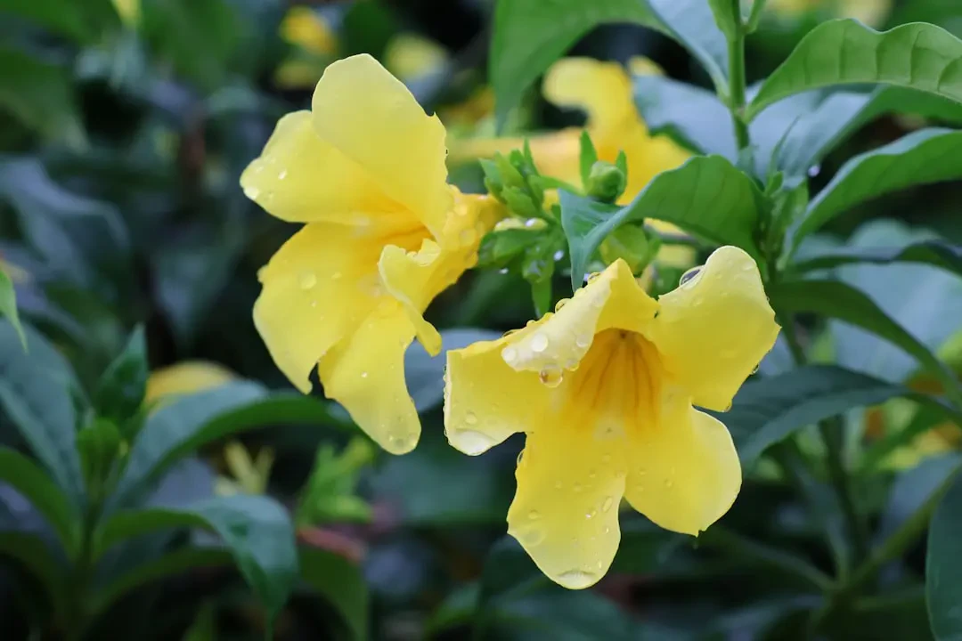 Chậu hoa Huỳnh Anh tươi tắn