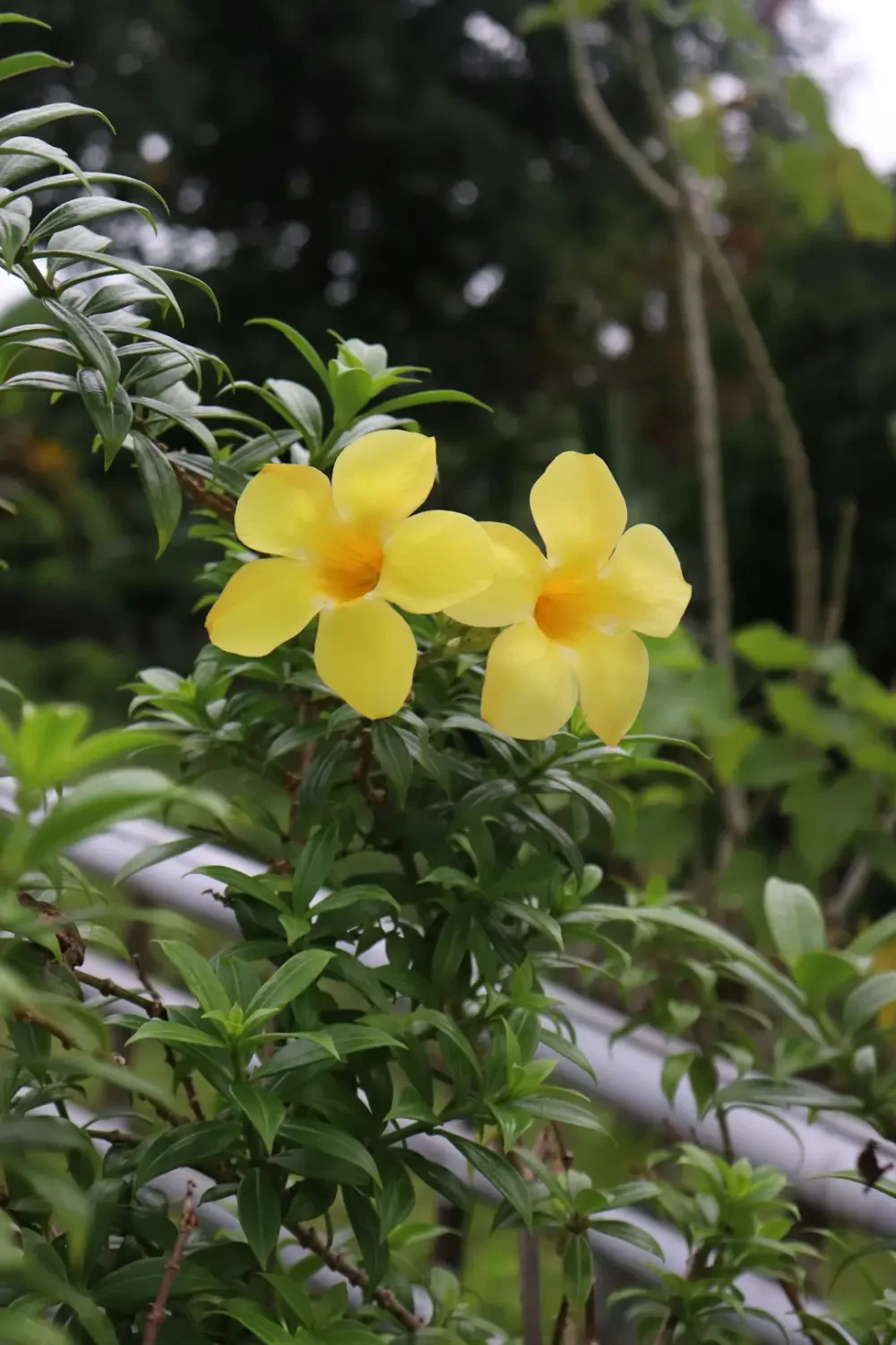 Vườn hoa Huỳnh Anh đẹp mắt