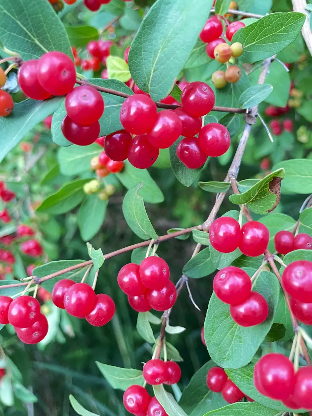 Hoa Kim Ngân Hoa trong ánh nắng