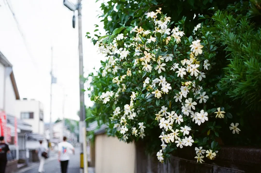 Cận cảnh vẻ đẹp tinh khôi của hoa Lài Nhật