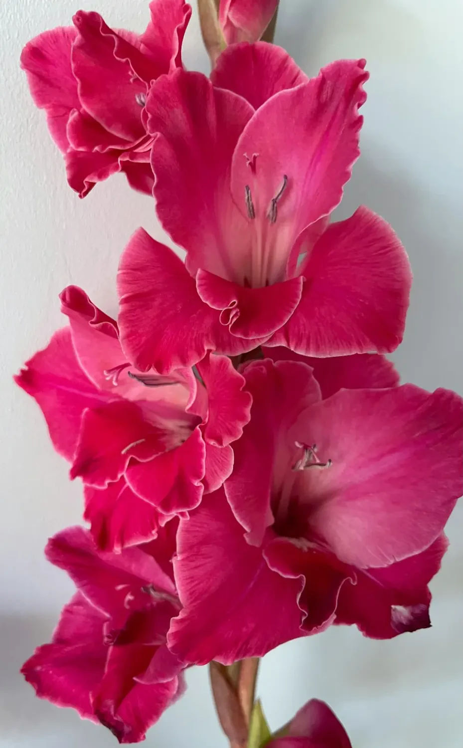 Hoa Lay Ơn trắng tinh khôi, biểu tượng của sự thuần khiết