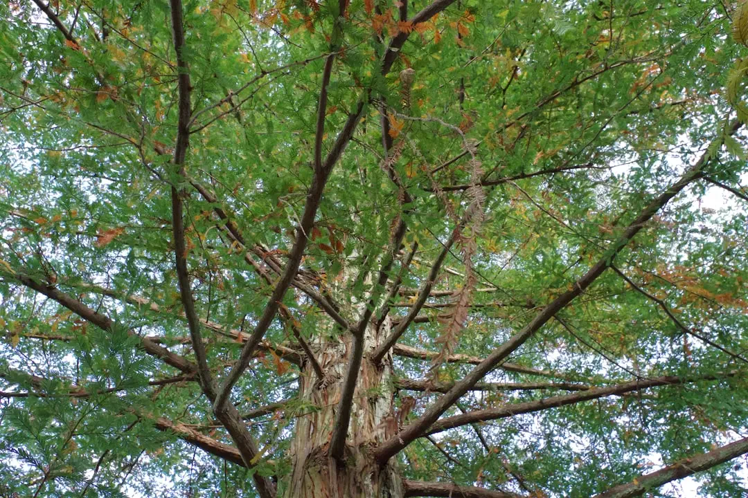 Hoa Lụa với đa dạng màu sắc và kiểu dáng