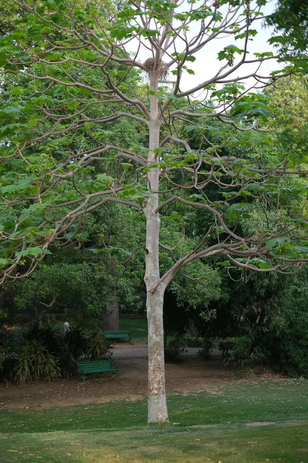 Hoa Lụa tượng trưng cho tình yêu và sự vĩnh cửu