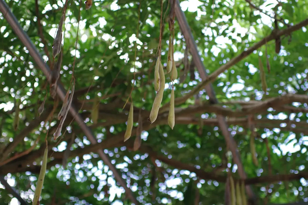 Ứng dụng hoa Lụa trong trang trí và quà tặng