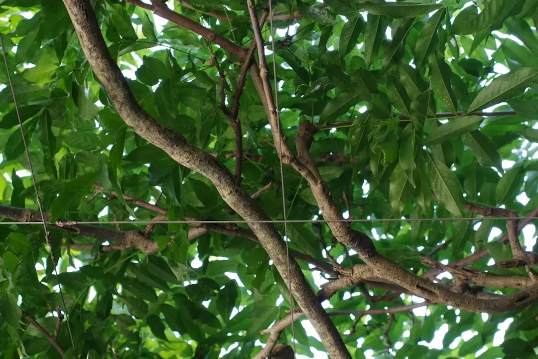 Cách chăm sóc và bảo quản hoa Lụa