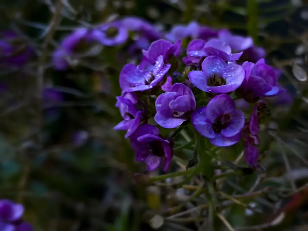 Cận cảnh vẻ đẹp dịu dàng của hoa Lưu Ly Tím