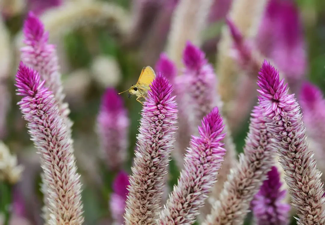 Hoa Mào Gà tím độc đáo