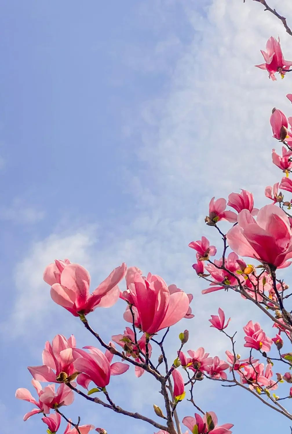 Bông hoa Mộc Lan trắng tinh khôi nở rộ trên cành