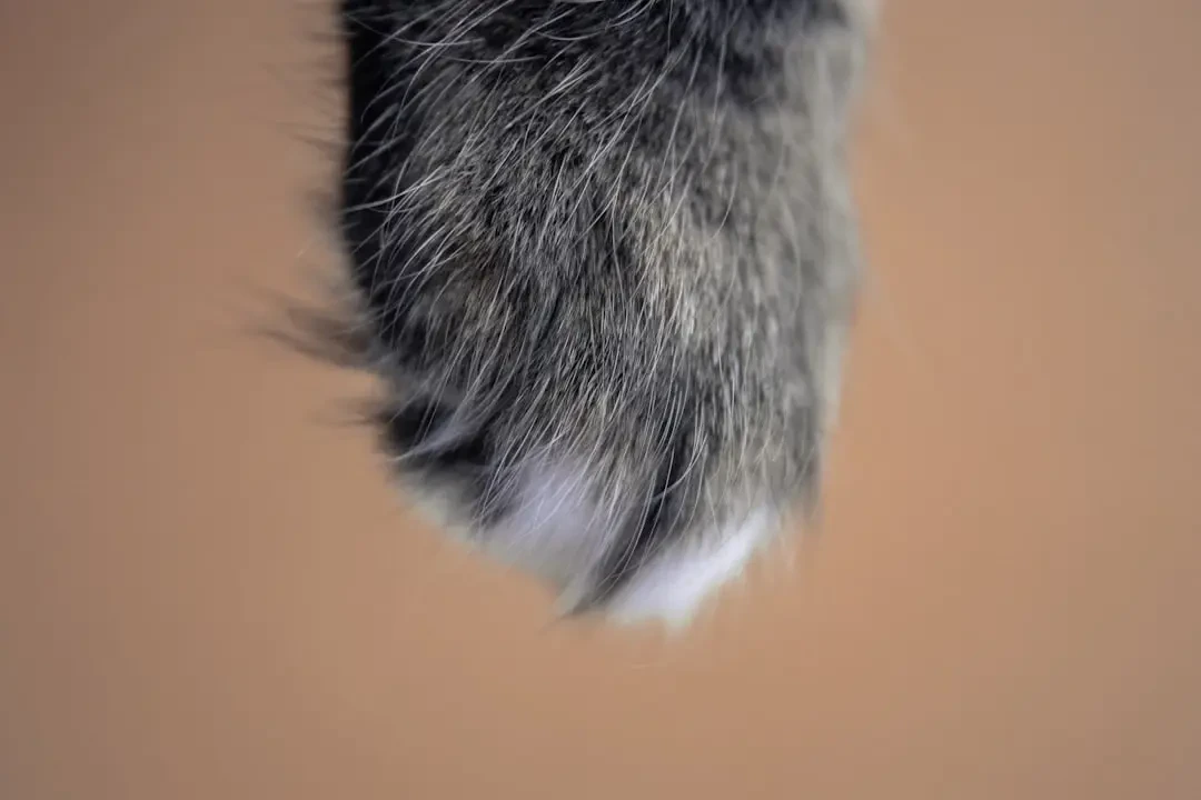 Hoa Móng Rồng khoe sắc tươi tắn