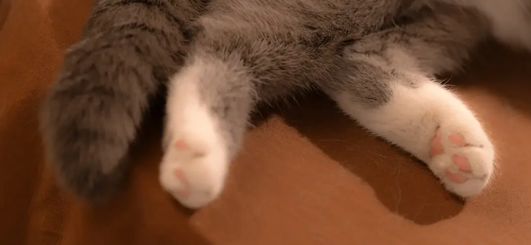 Nguồn gốc và đặc điểm của hoa Móng Rồng