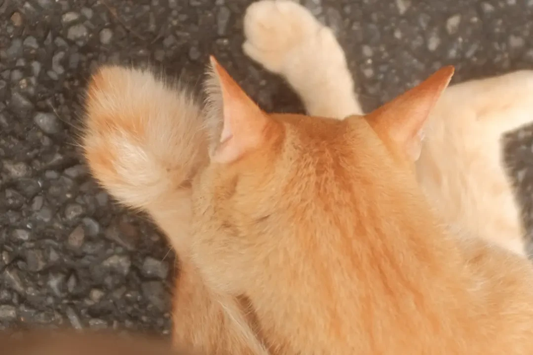 Hoa Móng Rồng trong văn hóa và lễ hội