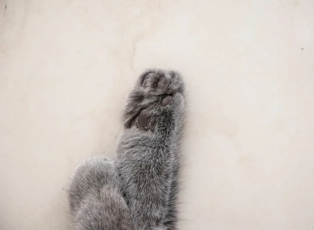 Bộ sưu tập hình ảnh hoa Móng Rồng đẹp