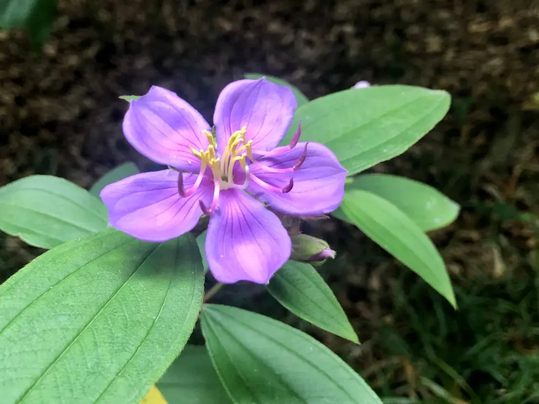 Hình ảnh hoa Mua tím rực rỡ mọc hoang dã