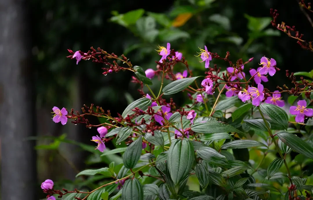 Hoa Mua khoe sắc rực rỡ dưới nắng