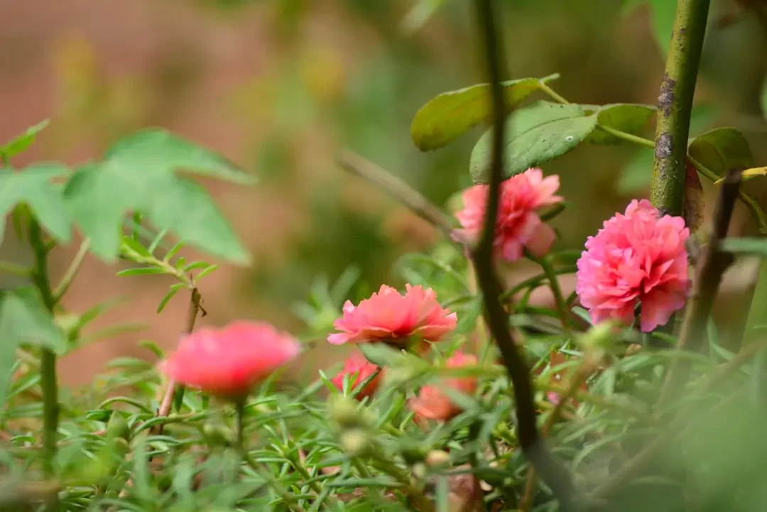 Giới thiệu về hoa Mười Giờ với vẻ đẹp giản dị và ý nghĩa tình yêu ngây thơ