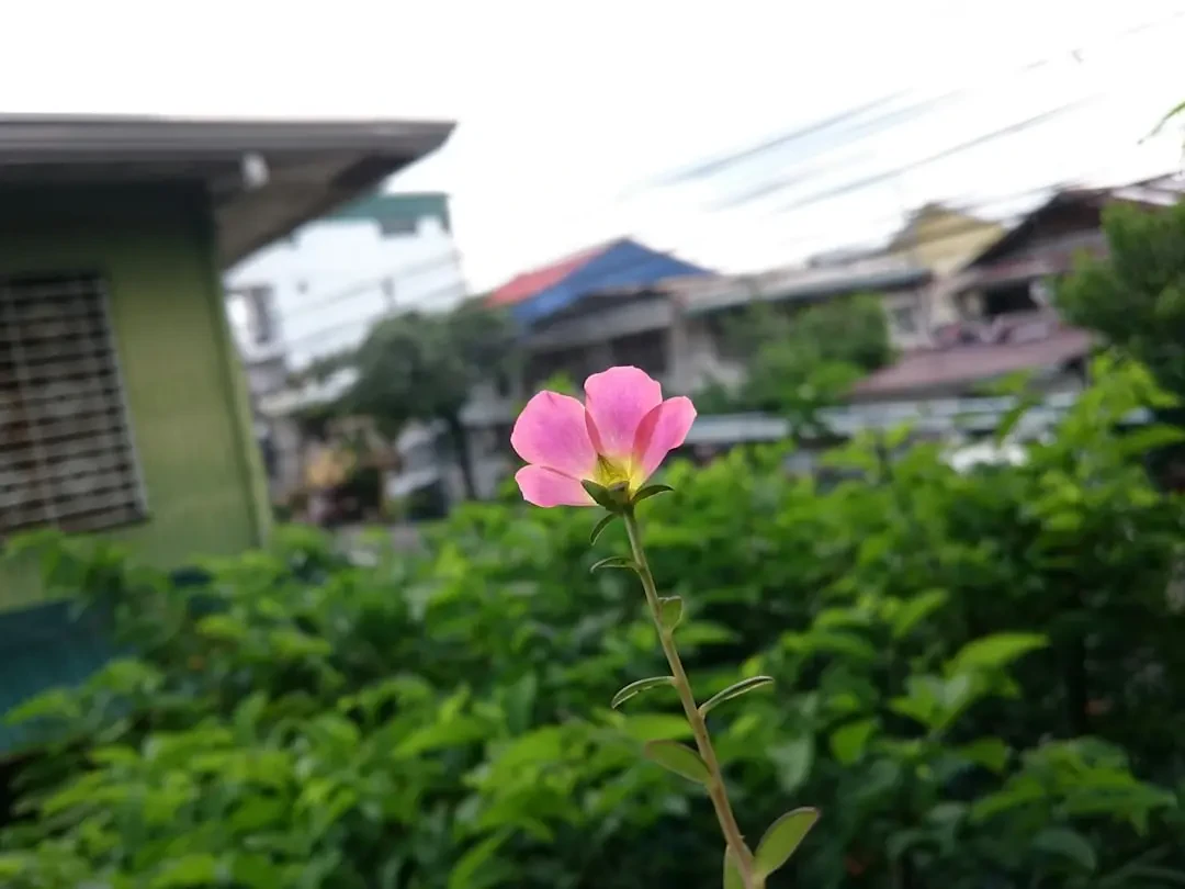 Vườn hoa Mười Giờ rực rỡ, tượng trưng cho tình yêu, tình bạn và hạnh phúc gia đình