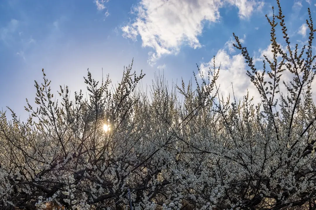 Hoa Nhất Chi Mai với những cánh hoa mỏng manh