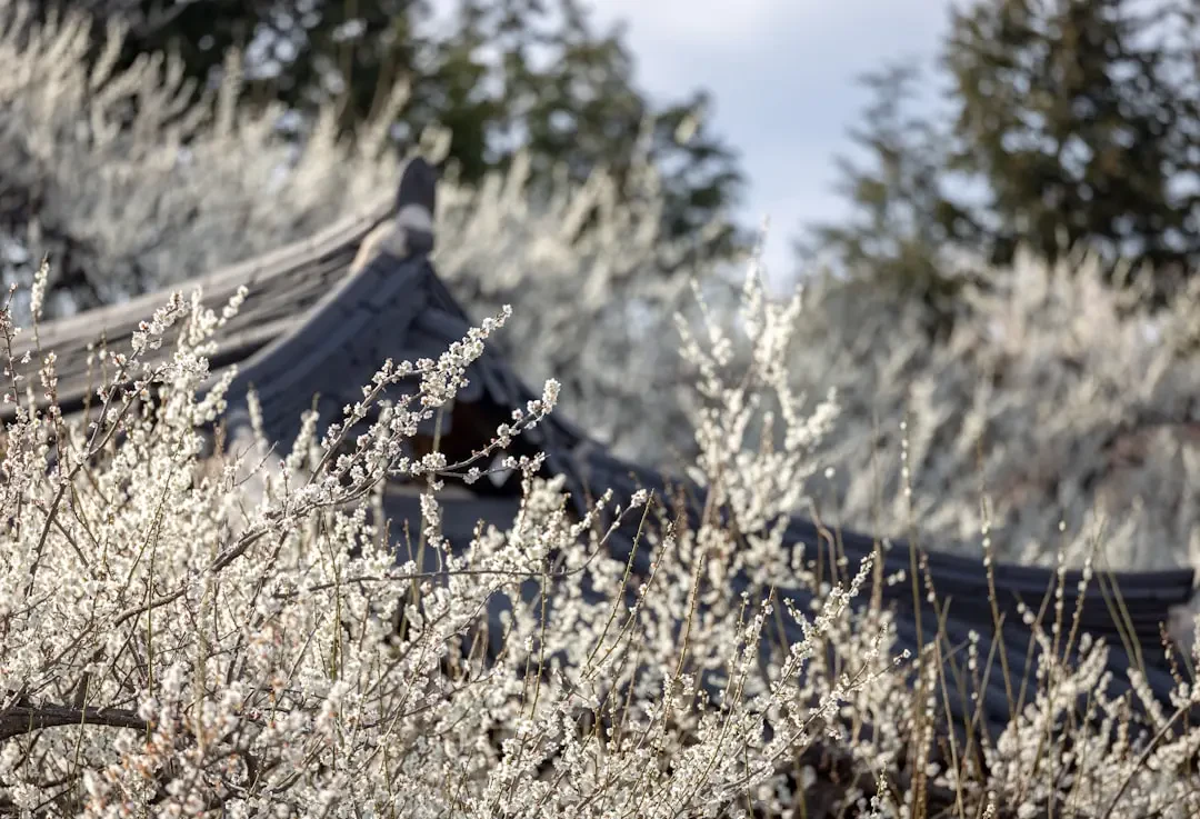 Cành Nhất Chi Mai khoe sắc trong bình